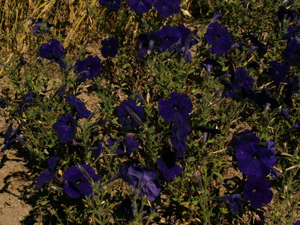 20060807 185248